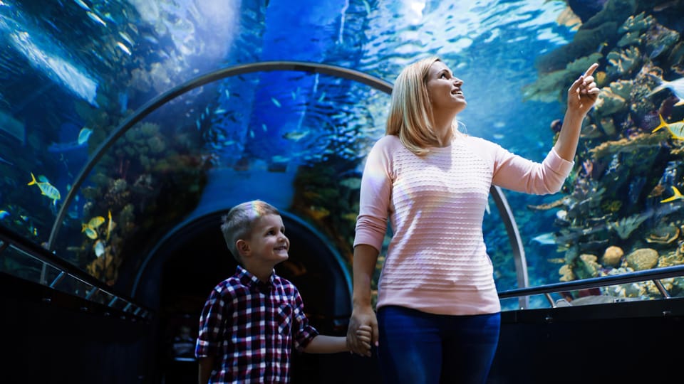 Antalya: Aquarium and Wax Museum Entry Ticket - Key highlights at a glance