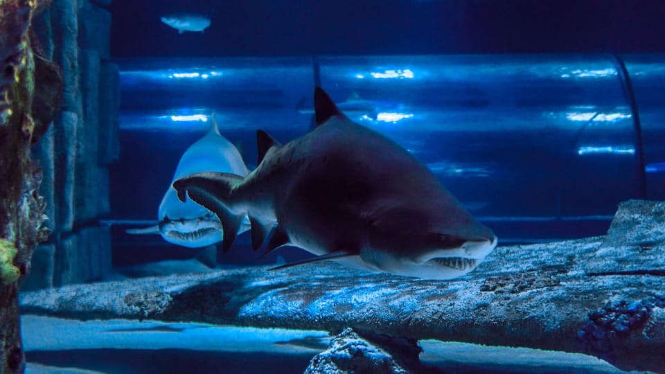 Antalya: Aquarium and Wax Museum Entry Ticket - Price and Value: Is $47 Worth It?