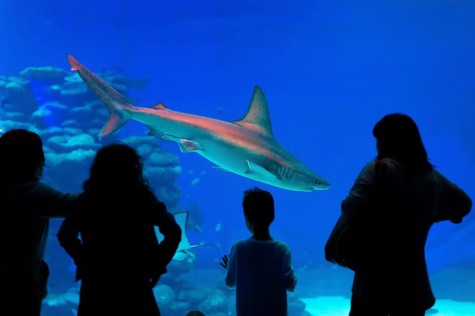 Antalya: Aquarium and Wax Museum Entry Ticket - Who This Combo Ticket Suits Best