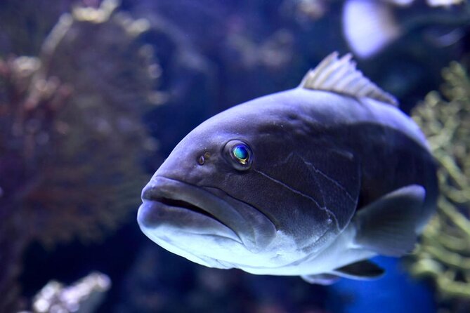 Antalya: Aquarium Ticket With Optional Transfer - Key things to know before you go