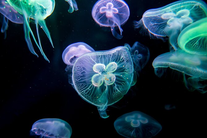 Antalya: Aquarium, Wax Museum & Combo Package Options - Timing: how to plan 1 to 4 hours without rushing