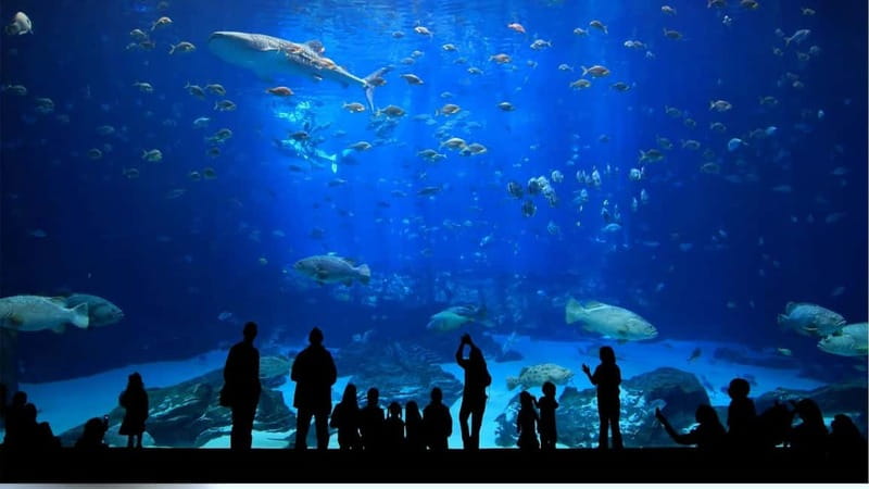 Antalya: Aquarium, Wax Museum, Snow World, Wild Park - Wild Park: reptiles and the Oceanride XD Cinema add-on