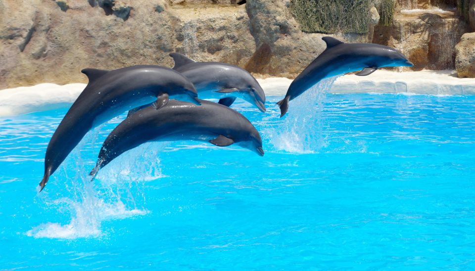 Antalya/Belek: The Land of Legends Theme Park with Transfer - Waterfront Kingdom shows: dolphins, belugas, and walruses on stage