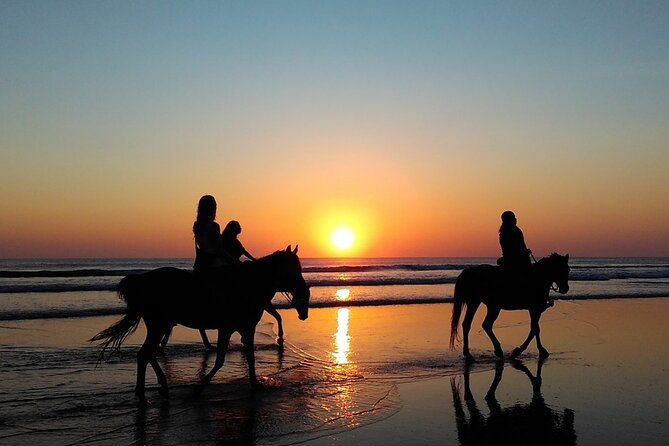 Antalya Horse Riding On Beach And Through The Forests For 2 Hours - The Forest Segment: Where The Ride Gets Calmer