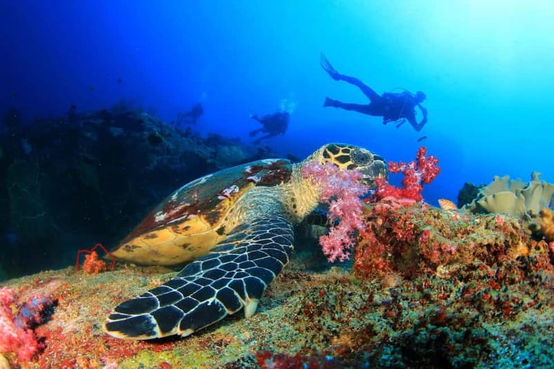 Antalya/Kemer: 2 Dives Scuba Diving Trip with Lunch - The boat cruise rhythm: what happens before you enter the water