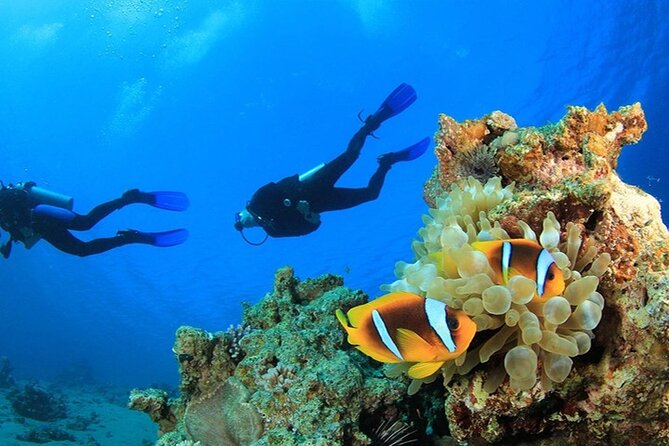Antalya Scuba Diving With Transfer From Belek,Lara,Kemer Hotels - Two Underwater Sessions Near Kemer: Sea Life You Can Actually Look For