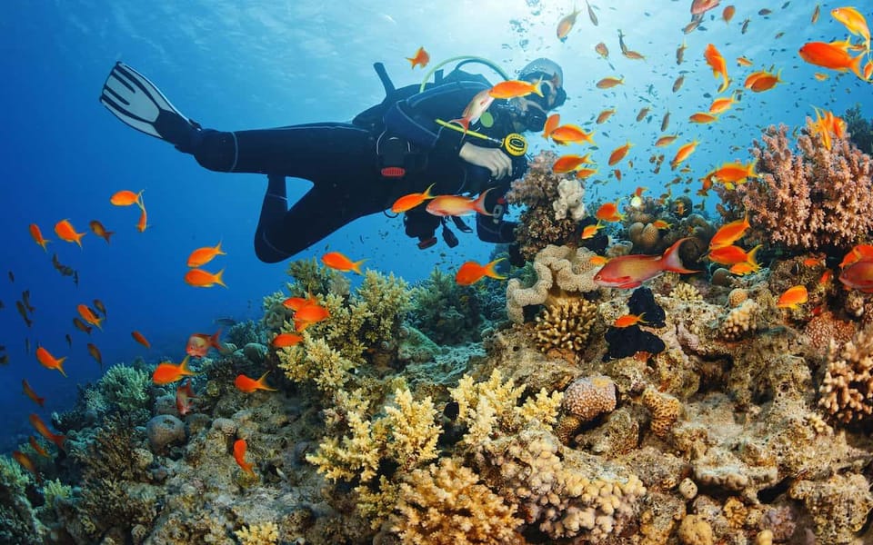 Diving Tour from Alanya & Side with Lunch - 2 Dives Included - Key points before you book
