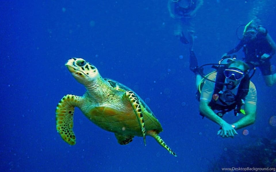 Diving Tour from Alanya & Side with Lunch - 2 Dives Included - Side to open water: why this boat day is such a good fit