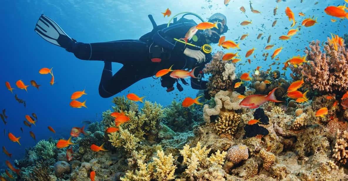 Diving Tour from Alanya & Side with Lunch - 2 Dives Included - Marine life, artifacts, and the rules you must follow