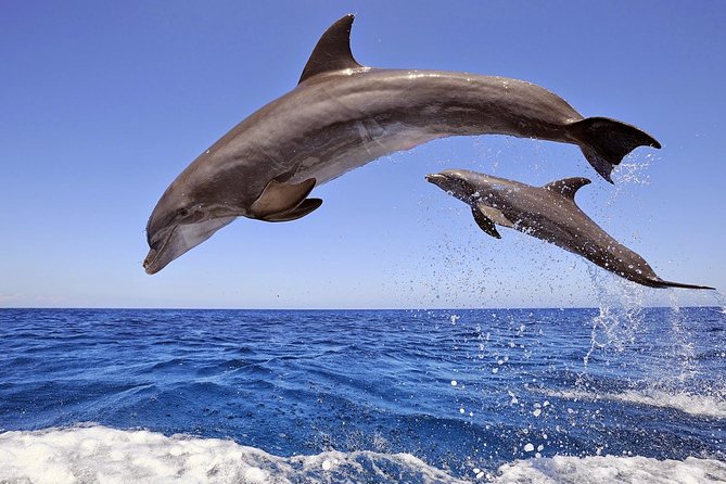 Dolphin Island Boat Trip – Swim, Sun & Lunch Included - Key Highlights to Know Before You Go