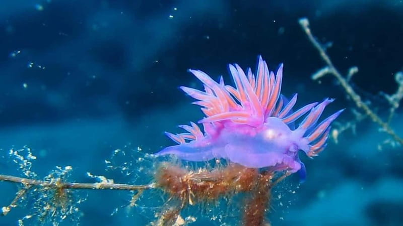 From Alanya: Scuba Diving Tour with Hotel Transfers - Equipment: the “confidence gear” you’re really paying for