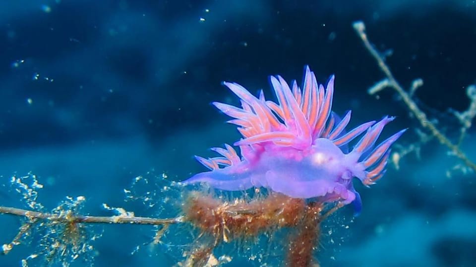 From Alanya: Scuba Diving Tour with Hotel Transfers - Visibility and sea conditions: the realistic part of the plan