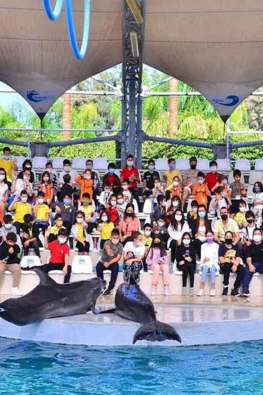 From Belek: Dolphin Show with Transfers - Key things to know before you go