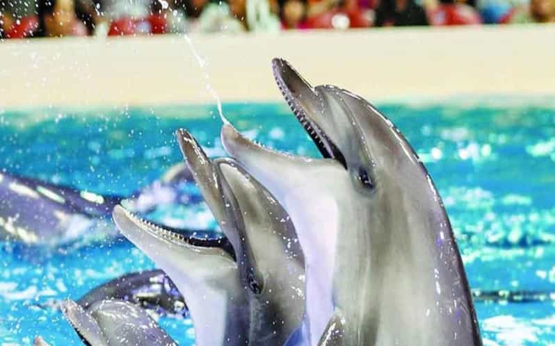 From Belek: Dolphin Show with Transfers - Getting There From Your Belek Hotel: Pickup at the Security Gate