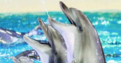 From Belek: Dolphin Show with Transfers - The Dolphin Show Experience: Tricks, Routines, and Trainer Explanations