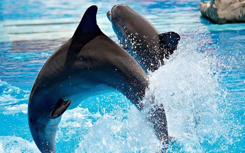 From Belek: Dolphin Show with Transfers - Timing and Duration: How to Fit This Into a Belek Day