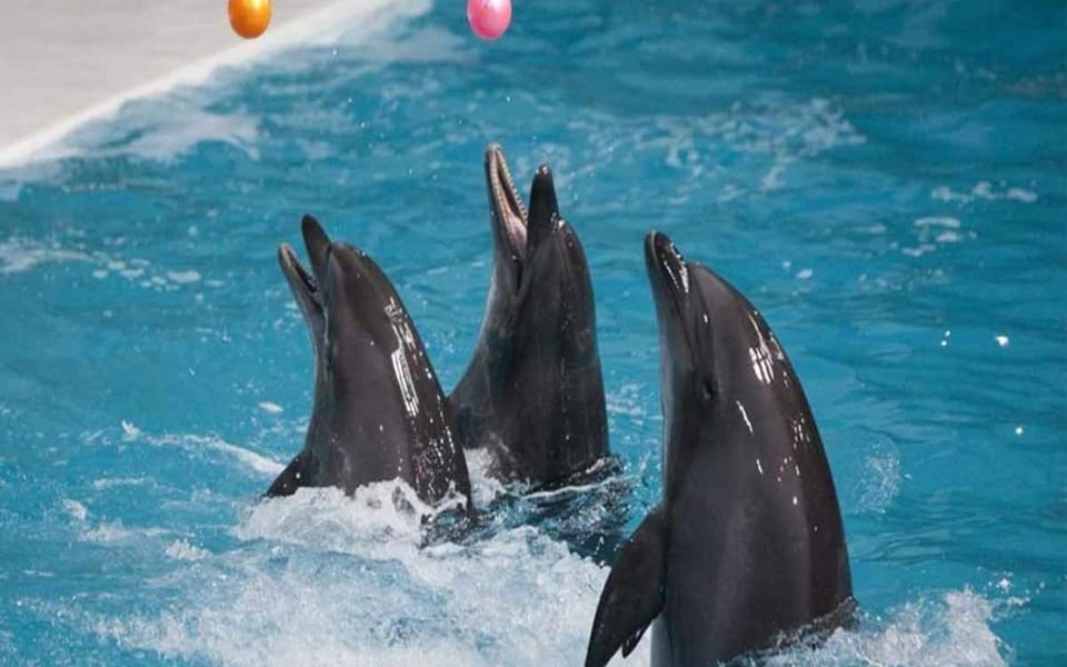 From Belek: Dolphin Show with Transfers - Small Extras: Photos and DVDs and How to Decide