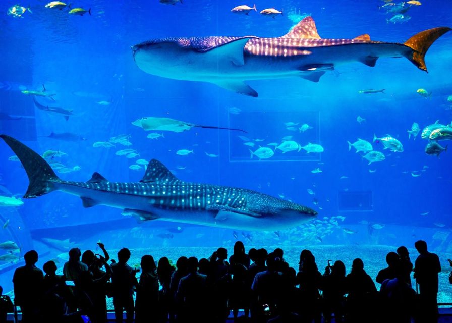 From city of Side: Antalya Aquarium Full-Day Trip - The Snow/Ice World and Reptile House add-ons: worth asking about