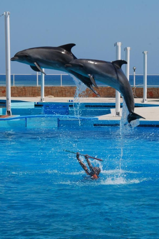 From Side Dolphin and Seal Show Ticket with Hotel Transfers - Key highlights from the Side transfers show