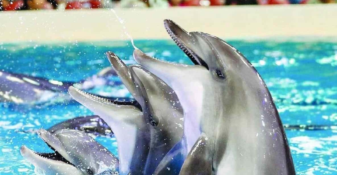 From Side Dolphin and Seal Show Ticket with Hotel Transfers - Getting to Sealanya Dolphinpark from Side without the hassle