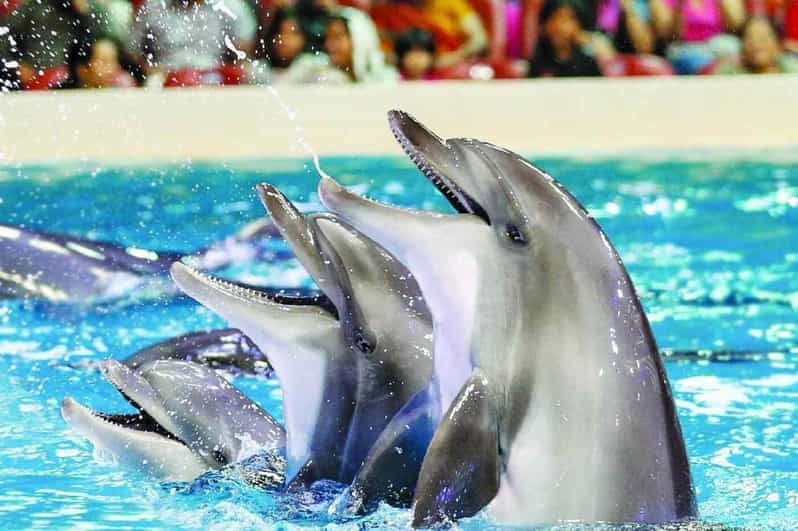 From Side Dolphin and Seal Show Ticket with Hotel Transfers - The seal segment: balancing balls and the charm of agility