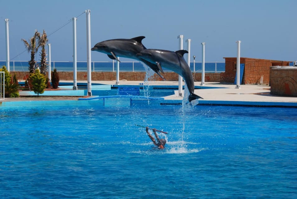 From Side Dolphin and Seal Show Ticket with Hotel Transfers - The education layer: biology, habitats, and conservation talk that stays practical
