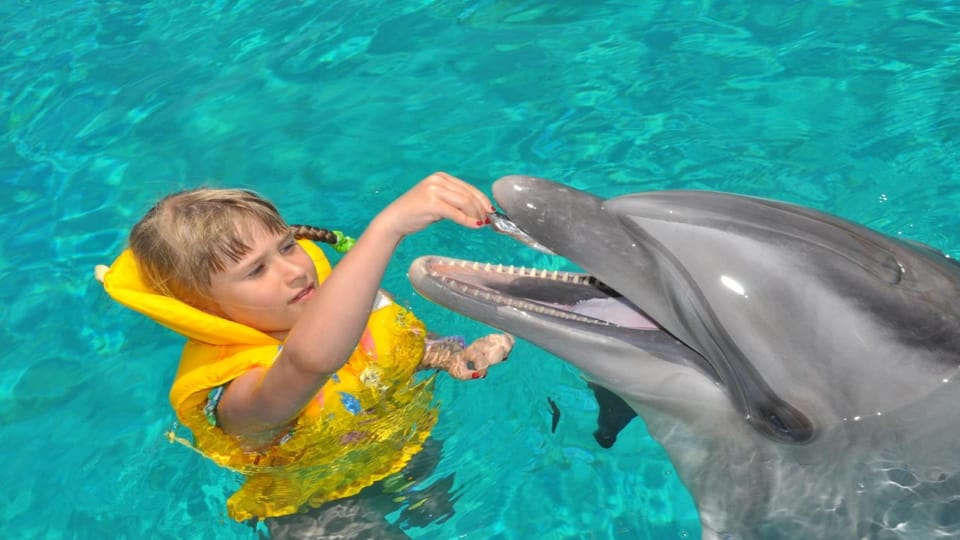 From Side Dolphin and Seal Show Ticket with Hotel Transfers - Transfers, timing, and what to expect on your day