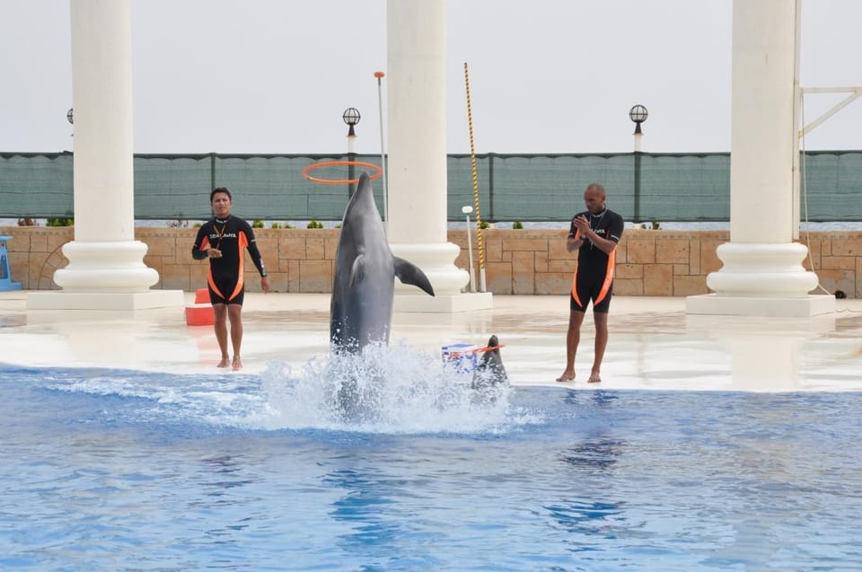From Side Dolphin and Seal Show Ticket with Hotel Transfers - Who this works best for (and who should adjust expectations)