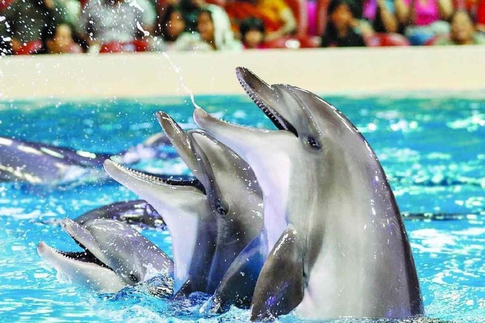 From Side Dolphin and Seal Show Ticket with Hotel Transfers - Should you book the Side Dolphin and Seal Show with transfers?