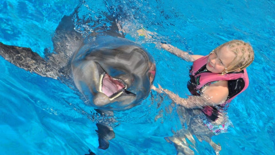 From Side Dolphin and Seal Show Ticket with Hotel Transfers - The dolphin show: leaps, synchronized water jumps, and a real sense of rhythm