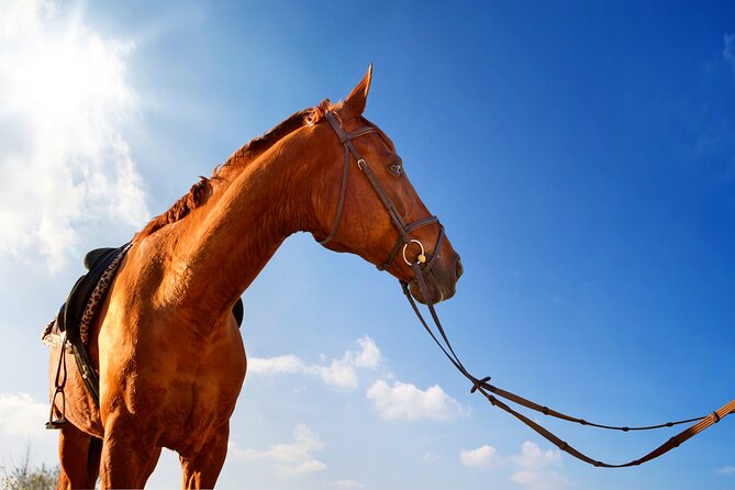 Horse Riding on the Beach in Side - Value at $91.92: what you’re paying for (and why it can be fair)
