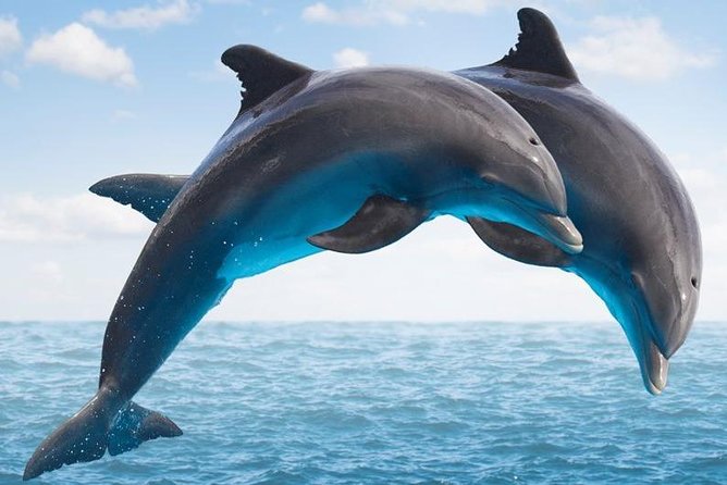 "Side: Boat Adventure to Dolphin Island – Swim and Enjoy Lunch" - Key things that make this boat day work