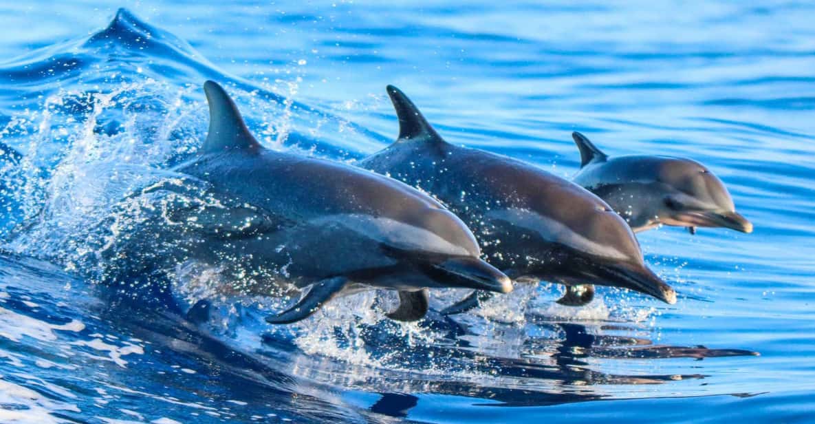 Side: Dolphin Island Boat Trip with Lunch & Unlimited Drinks - Key points worth knowing before you go
