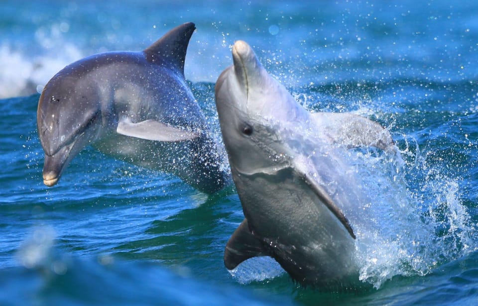 Side: Dolphin Island Boat Trip with Lunch & Unlimited Drinks - Lunch onboard with included drinks: simple, filling, and timed well