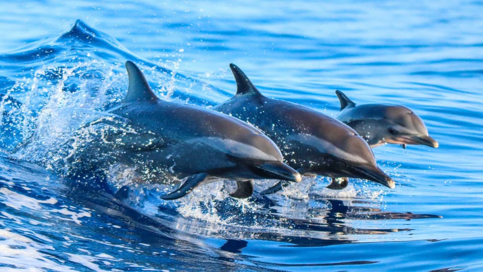 Side: Dolphin Island Boat Trip with Lunch & Unlimited Drinks - The cruise route: Manavgat River, Side port sights, and why that matters