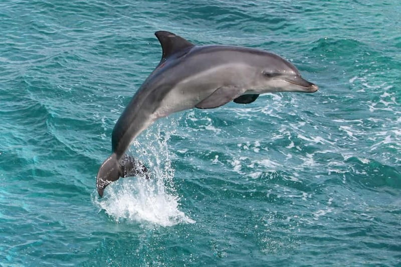Side: Dolphins Island Cruise with Swimming Stops and Lunch - How This 7-Hour Dolphin Cruise from Side Really Plays Out