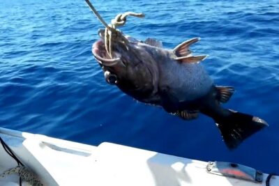 "Side Half-Day Fishing Adventure: Transfer Included!" - Price and Logistics: Why the $58.18 Works (When It Works)