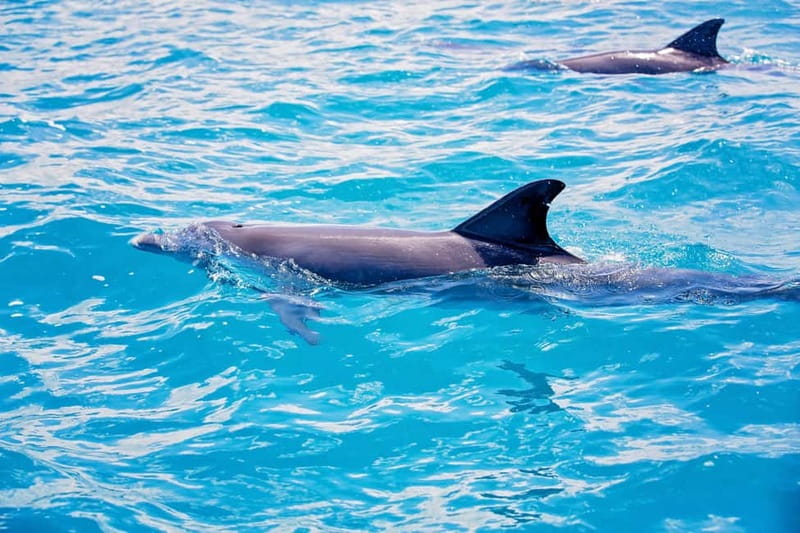 Side: Pirate Boat Trip with Lunch & Swimming Stops - Wildlife spotting with your guide: dolphins and loggerhead turtles