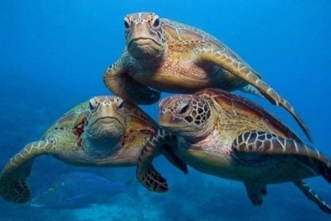 "Side: Scuba Diving in the Fascinating Underwater Museum" - Side’s Underwater Museum: What You’ll Actually See
