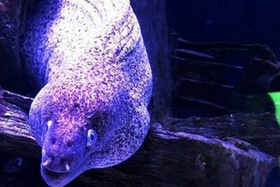 "Side: Scuba Diving in the Fascinating Underwater Museum" - Gear, Briefing, and Instructor Support (Including First Timers)