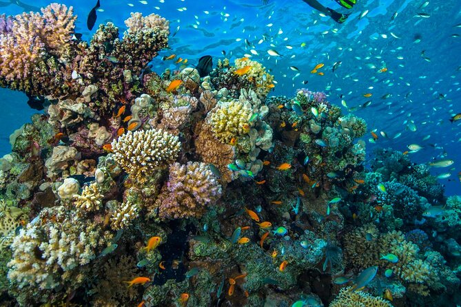 "Side: Scuba Diving in the Fascinating Underwater Museum" - FAQ