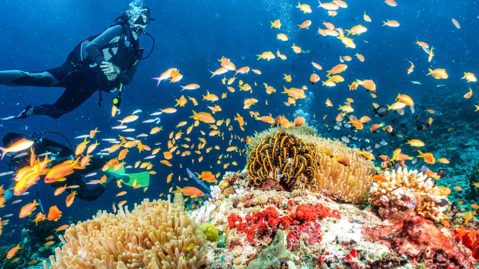 Side: Scuba Diving Tour Journey To The Depths Of The Blue - Key things I’d circle before you book