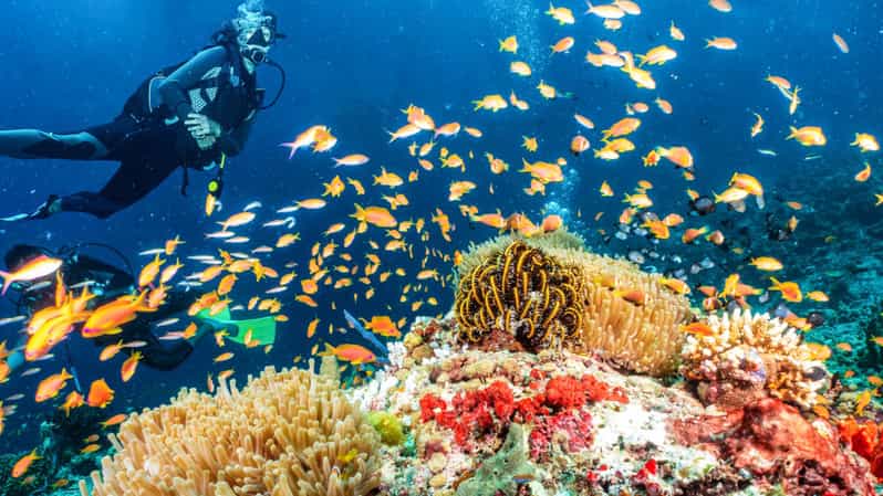 Side: Scuba Diving Tour Journey To The Depths Of The Blue - First: the Side-to-port flow (pickup, briefing, and timing)