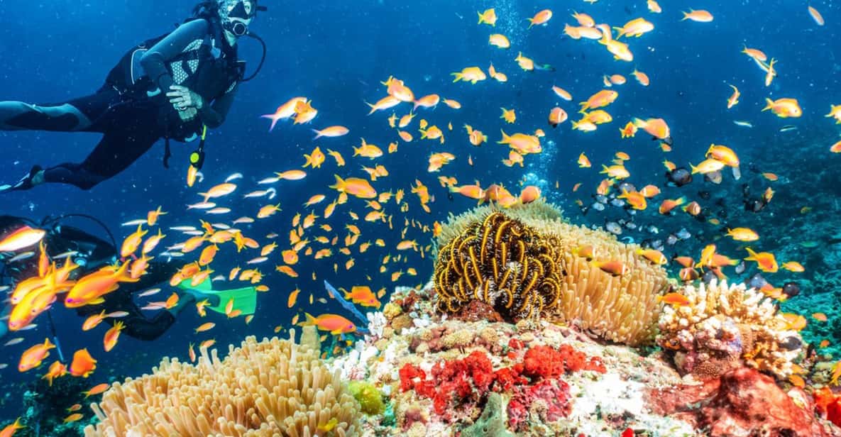 Side: Scuba Diving Tour Journey To The Depths Of The Blue - Side Underwater Museum: statues, plants, and marine life at shallow depth