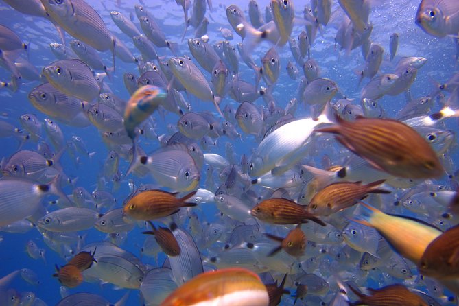 Side: Scuba Diving Under Water Museum - Price and Value: What $50 Really Covers in Your Day